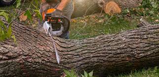 Lawn Renovation and Restoration in Gulf Shores, AL