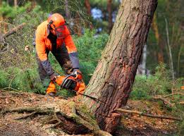 Best Lawn Mowing  in Gulf Shores, AL