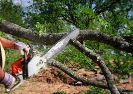 Best Fruit Tree Pruning  in Gulf Shores, AL
