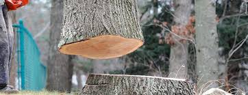 Trusted Gulf Shores, AL Tree Removal Experts