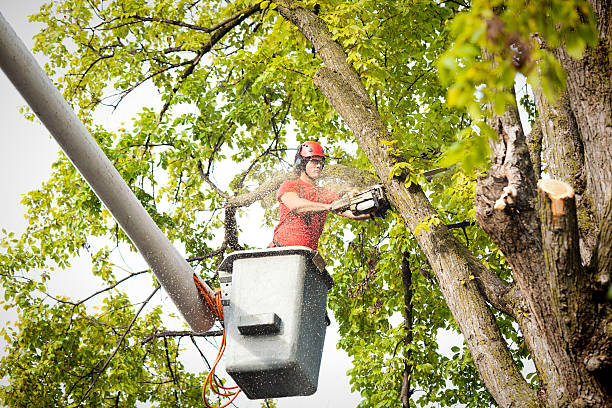 Best Arborist Consultation Services  in Gulf Shores, AL