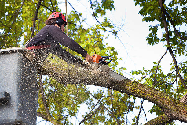 Best Lawn Maintenance Plans  in Gulf Shores, AL